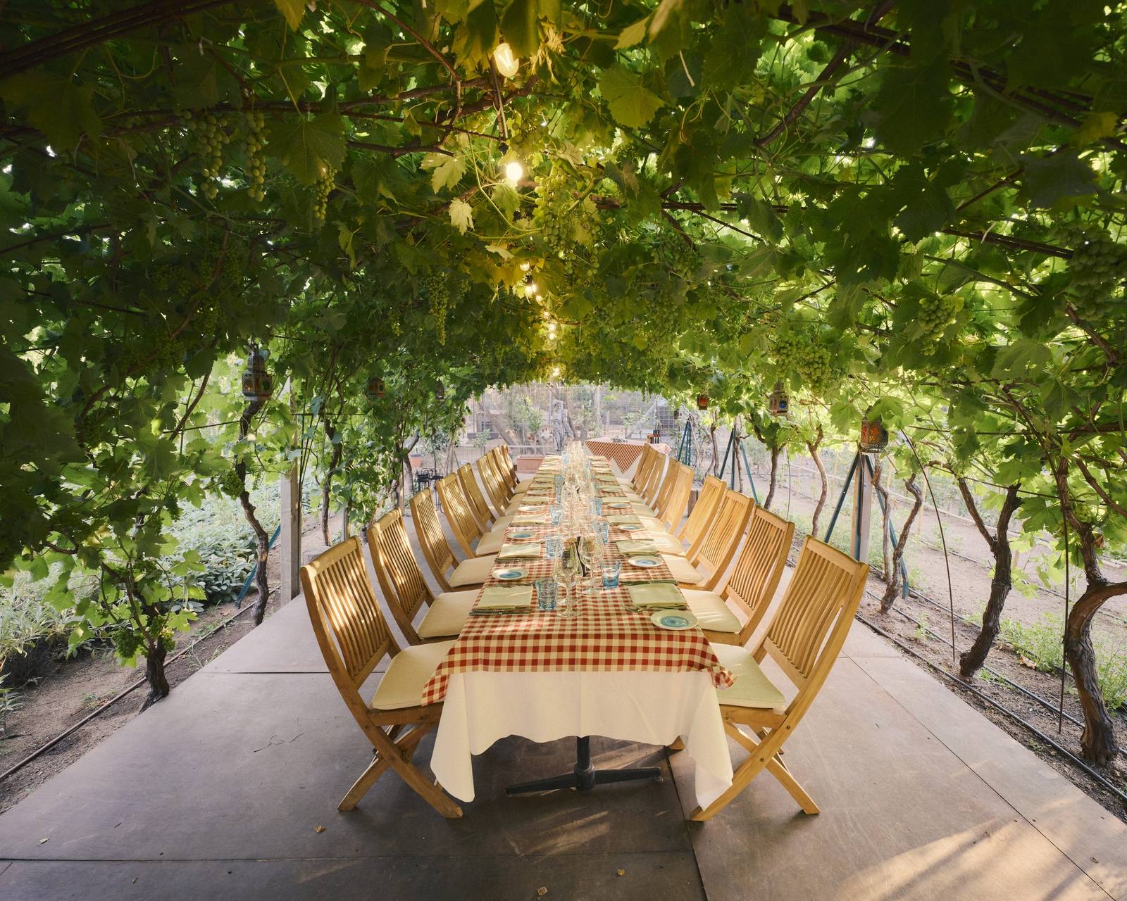 A long dinner table beneath a vine-covered pergola at the Cala di Volpe farm