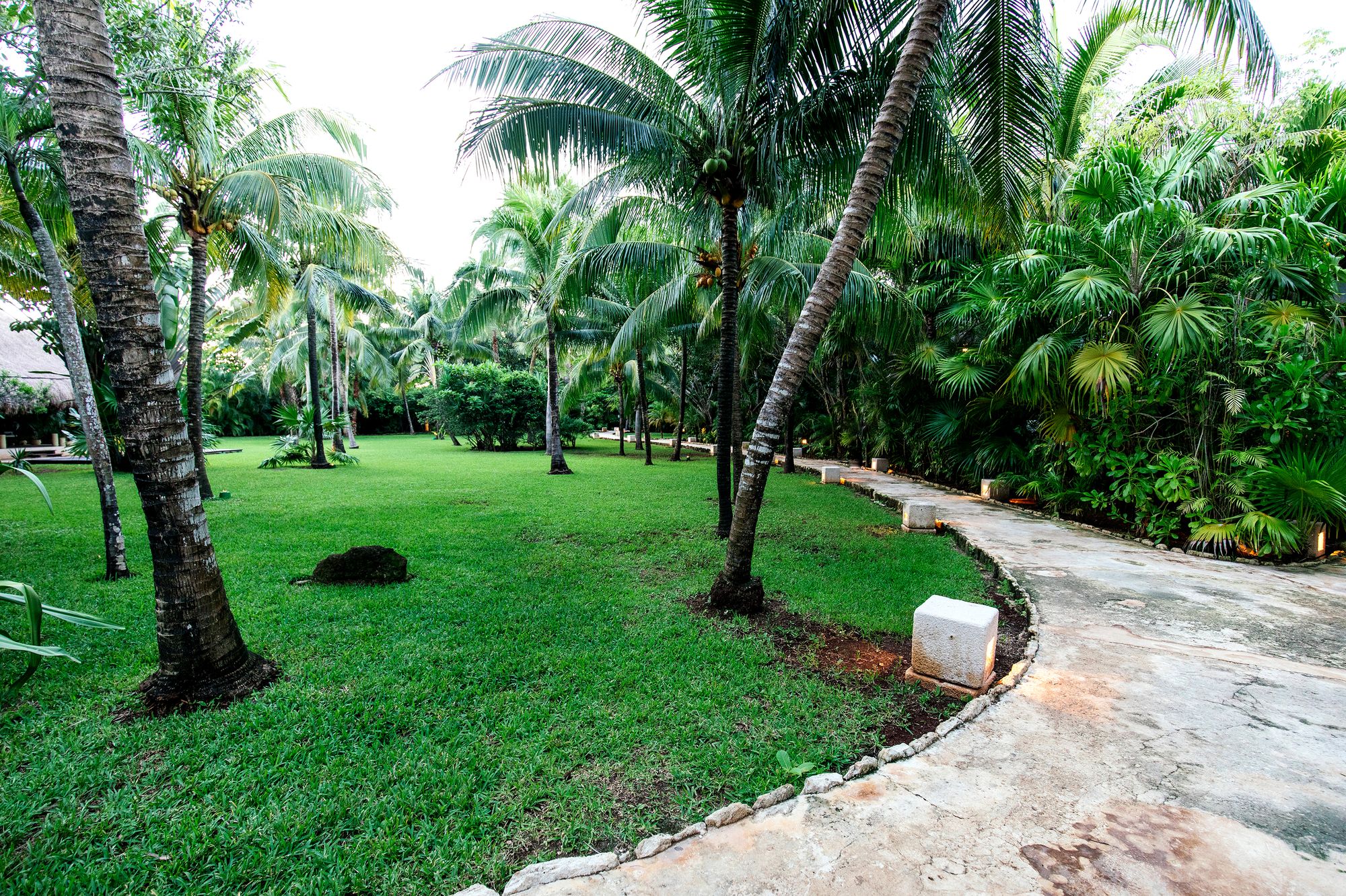 Garden path beneath coconut palms at Hotel Esencia