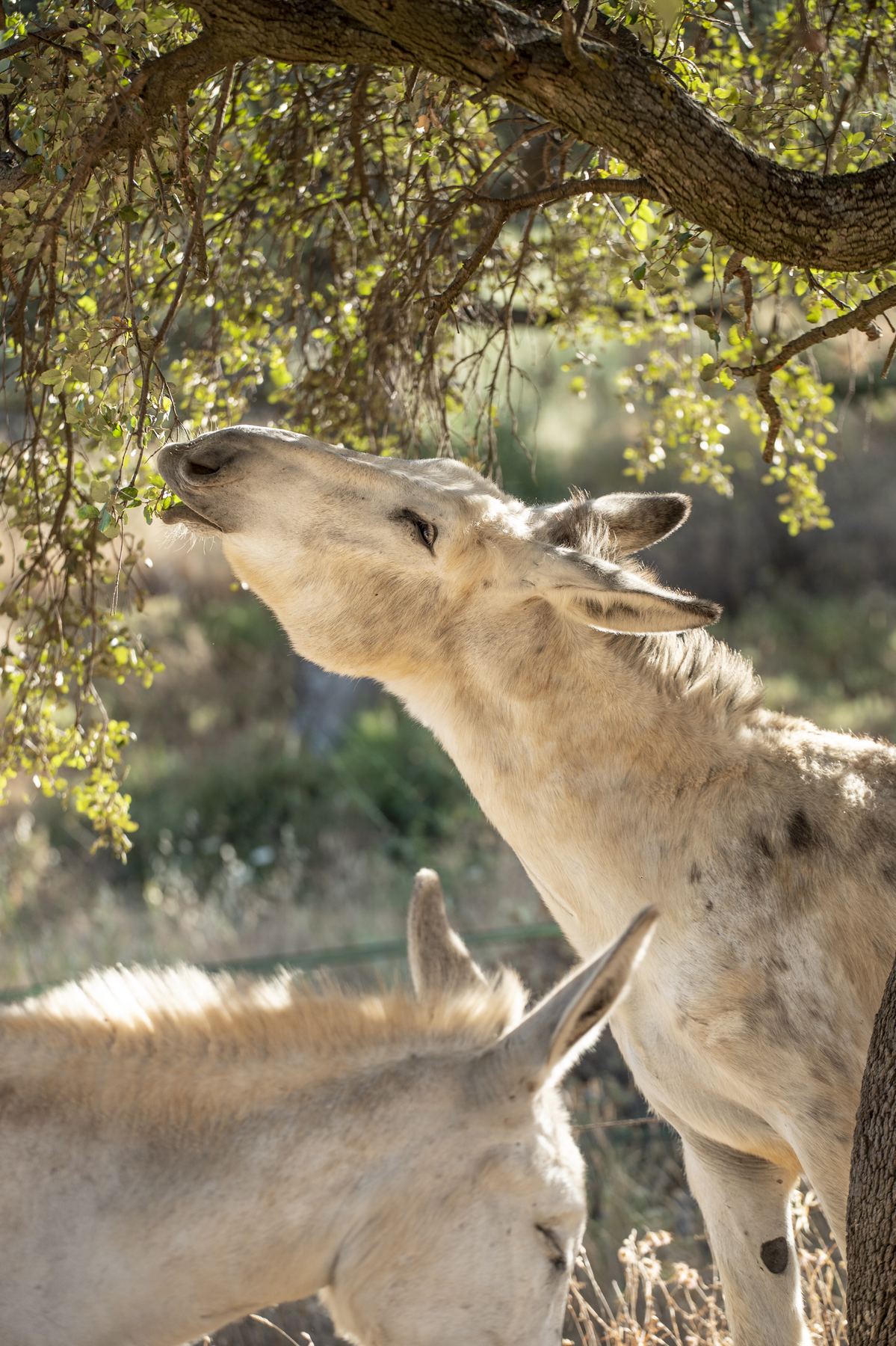 An Andalusian donkey stretching up to nibble the leaves of an oak