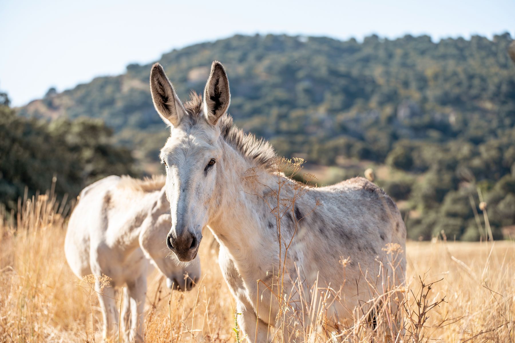 Two pale Andalusian donkeys in dry golden grass with wooded hills behind