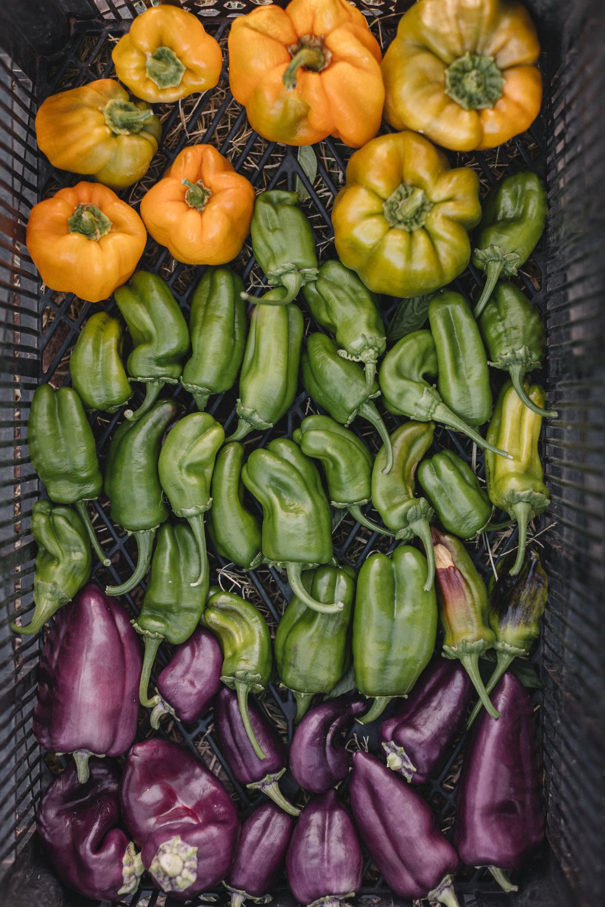 A crate of yellow, green and purple peppers fresh from the garden