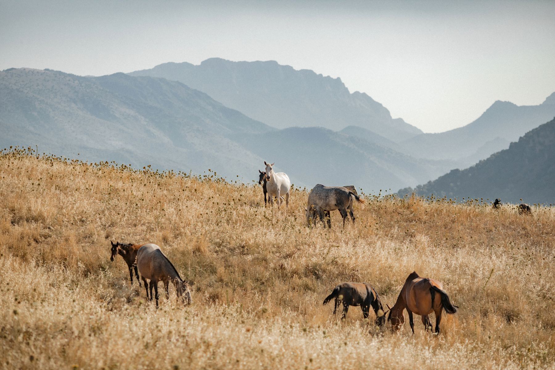 Grey and bay Lusitano mares and foals grazing in golden grass beneath blue mountain ridges