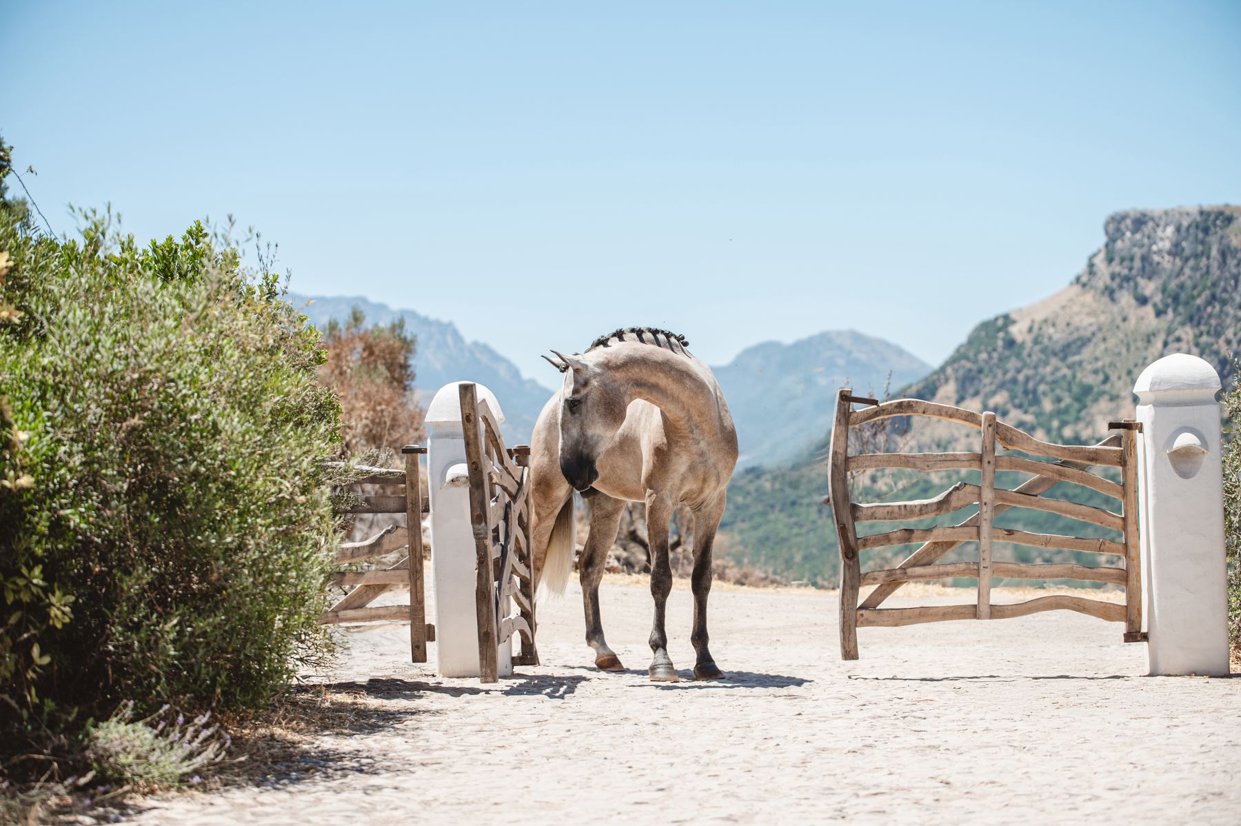 A buckskin Lusitano with a braided mane stands between open rustic gates, mountains behind