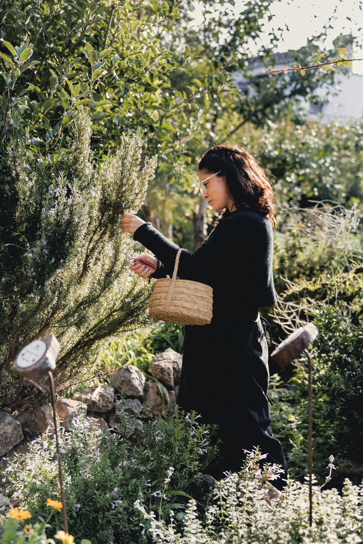 A woman gathering herbs into a basket in the medicinal garden