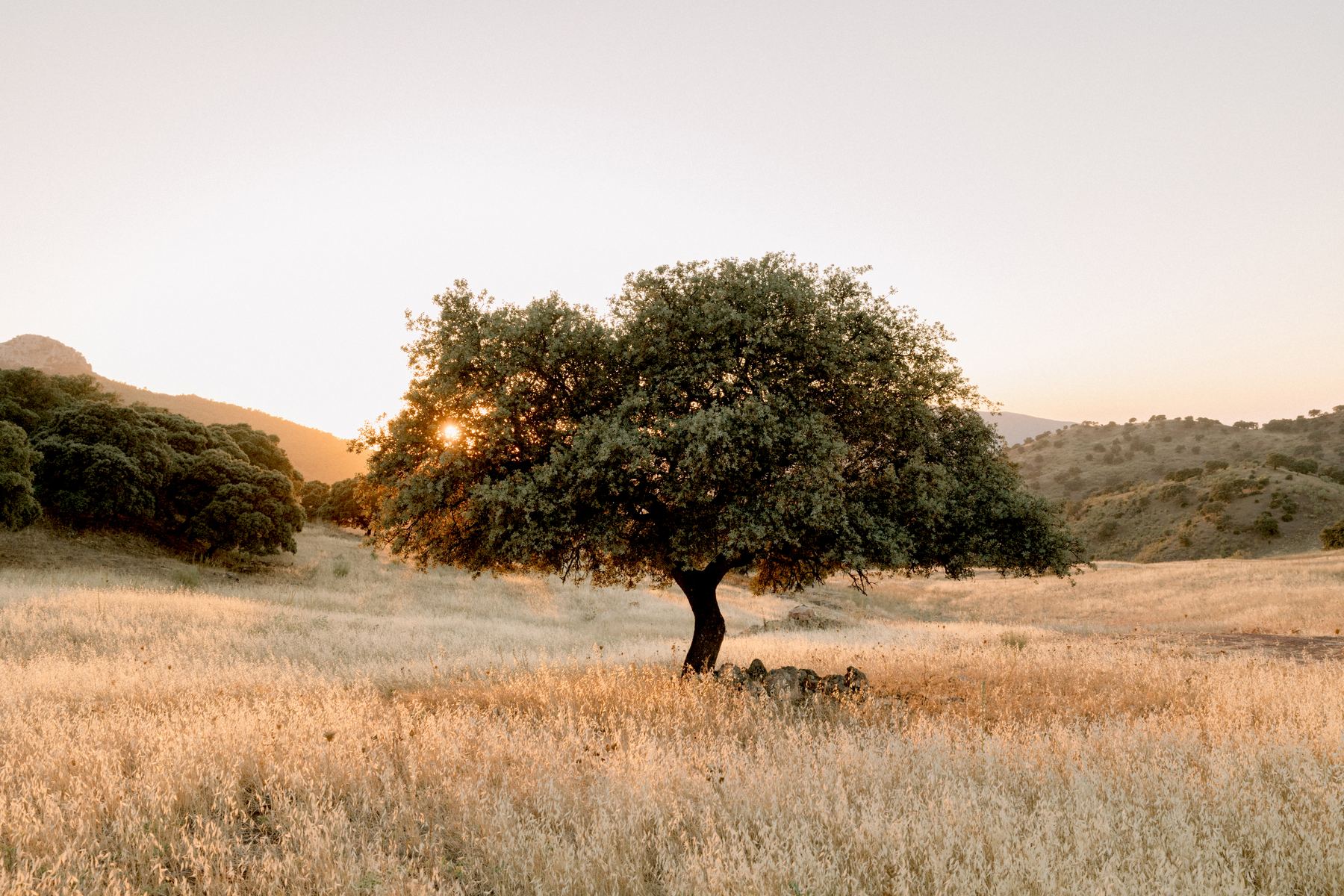 A lone holm oak in golden grass at sunset, low sun through its branches