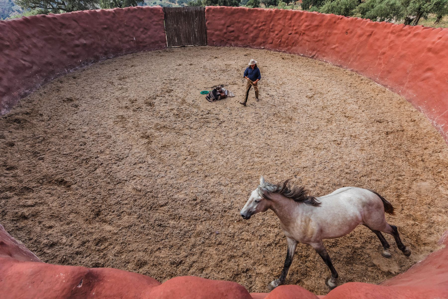 A young horse moving freely around a round training pen with terracotta walls