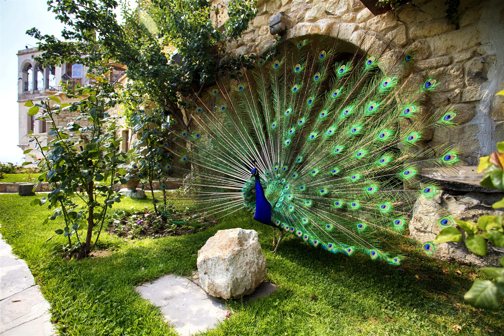 Peacock displaying its tail in the garden at Museum Hotel, Cappadocia