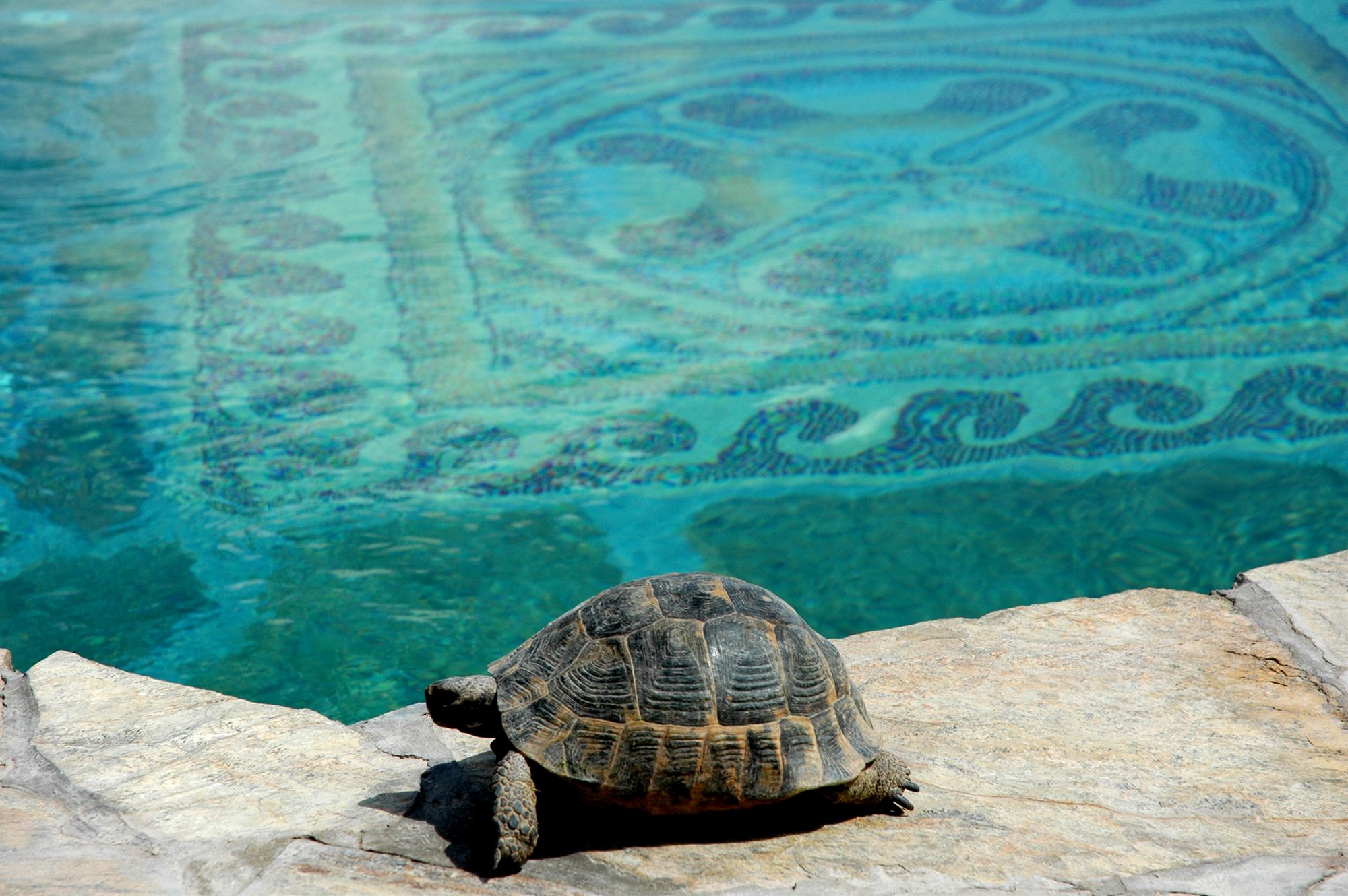 Tortoise resting beside a mosaic-tiled pool at Museum Hotel, Uçhisar