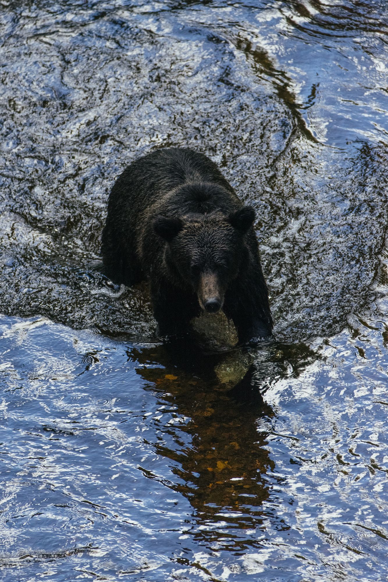Grizzly bear wading through a river in the Great Bear Rainforest