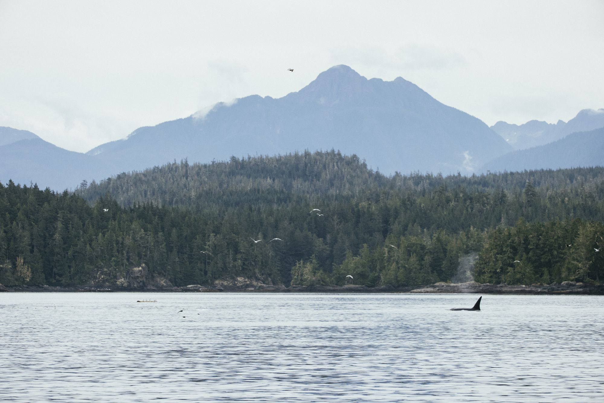 Orca fin breaking the surface in a channel beneath forested mountains near Nimmo Bay
