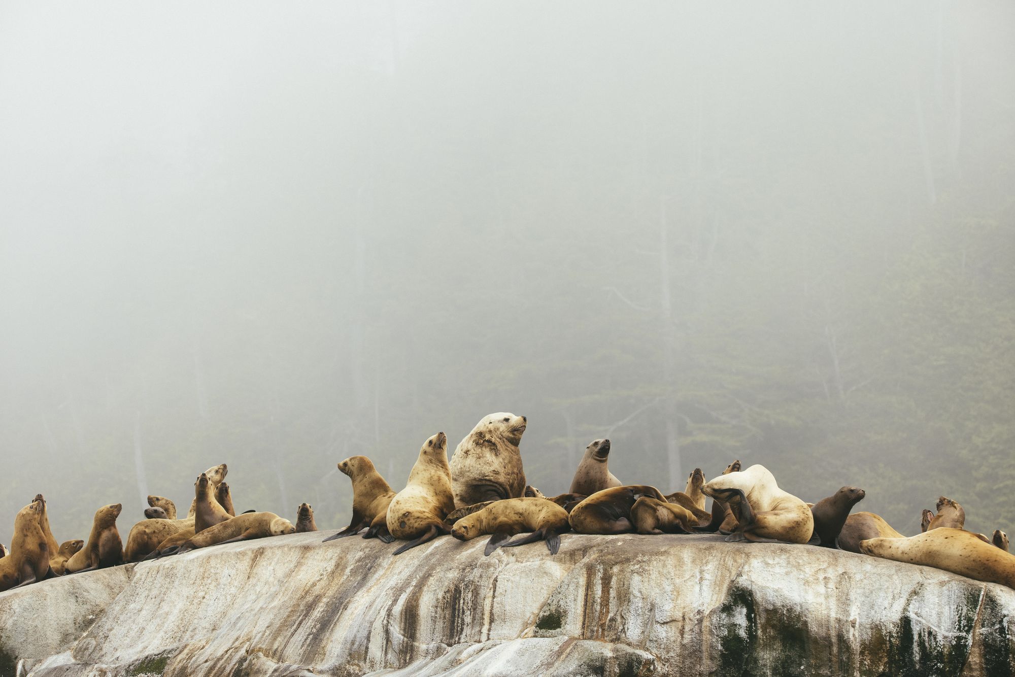 Steller sea lions resting on a rocky outcrop on the British Columbia coast